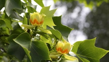 30.05.2007 LONDYN HOLLAND PARK