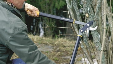 Jeśli na dworze jest dość ciepło i słonecznie, w drugiej połowie stycznia możemy przystąpić do pierwszych odmładzających cięć. przycinanie drzew