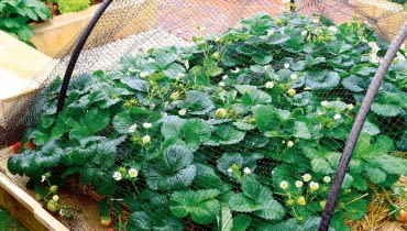 Siatka zapewnia dojrzewającym owocom ochronę przed ptakami. Siatka zapewnia dojrzewającym owocom ochronę przed ptakami.