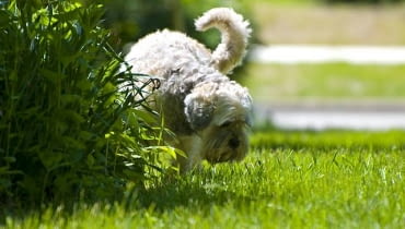 'Podlewając' ogrodowe murki i krzaczki pies zaznacza swoje terytorium.