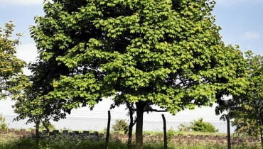 Przycinanie lub formowanie starych drzew wymaga pozwolenia z urzędu gminy Przycinanie lub formowanie starych drzew wymaga pozwolenia z urzędu gminy