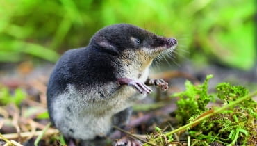 Rzęsorek rzeczek to ssak żerujący w oczku wodnym. Gdy złapie rybę, poraża ją substancjami zawartymi w ślinie. p?U30CtjCQ)kNVn5Y`7PB