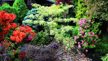 Wiosna w ogrodzie to czas azalii- kwitnąc, dodają mu koloru i wypełniają go słodkim zapachem kwiatów. Wiosna w ogrodzie to czas azalii- kwitnąc, dodają mu koloru i wypełniają go słodkim zapachem kwiatów.