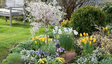 Prunus incisa Feburary Pink ( Zierkirsche ), Tulipa Yellow Flight ( Tulpen ), Buxus ( Buchs ), Corylopsis ( Scheinhasel ), Viola cornuta Etain ( Hornveilchen ), Calamagrostis ( reitgras ), Lobularia Snow Princess ( Duftsteinrich ), Primula Belarina Butter Yellow ( Gefllte Primeln ), Alchemilla ( Frauenmantel ), Topf mit Narcissus Poeticus ( Poetaz-Narzissen, Dichternarzissen ) und Viola cornuta ( Hornveilchen ) im Beet, Bank im Hintergrund