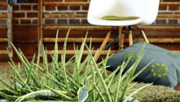 Propozycja 'bukietu' do nowoczesnych wnętrz - kilka sansewierii cylindrycznych przybranych liśćmi sansewierii gwinejskiej