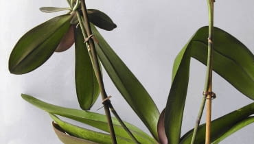 Po pewnym czasie roślina wypuści pęd kwiatostanowy, który trzeba będzie podeprzeć kijkiem bambusowym (lub plastikowym do storczyków). 15.10.2005 WARSZAWA STORCZYK FALENOPSIS ROZMNAZANIE WEGETATYWNE KORZEN POWIETRZNY FOT. ZIEMOWIT WARDECKI / AGENCJA GAZETA PUBLIKACJA KWIETNIK NR 12 (132) - 12.2005 ZIEMOWIT WARDECKI PROSI FOTOEDYTOROW O KONTAKT TELEFONICZNY PRZED PUBLIKACJA JEGO ZDJEC NR TEL.: 505064522 UWAGA!! AUTOR WYCOFAL PROSBE O KONTAKT Z NIM PRZED PUBLIKACJA JEGO ZDJEC PUBLIKACJA OGRODY NR 2 (142) - 2 2011 PUBLIKACJA CZTERY KATY NR 2 (232) - 2 2011 SLOWA KLUCZOWE: ROSLINY OGRODNICTWO ZDJĘCIE DO WKŁADKI: PUBLIKACJA KWIETNIK NR 12 (132) - CZASOPISMA