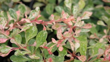 Berberis thunbergii 'Starburst' Berberis thunbergii 'Starburst'
