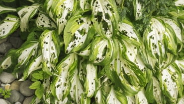 Funkia choroby liści Funkia choroby liści