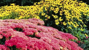 jesienne kwiaty rudbekia 09.2001 ZOMERHOF HOLANDIA N/Z RABATA BYLINOWA RUDBEKIA BLYSKOTLIWA RUDBECKIA FULGIDA ODMIANA GOLDSTRUM BYLINA ROZCHODNIK OKAZALY SEDUM SPECTABILE ODMIANA AUTUMN JOY SUKULENT JESIEN FOT. PAWEL SLOMCZYNSKI / AGENCJA GAZETA SLAJD DUZY PUBLIKACJA KWIETNIK NR 11 (107) - 11.2003 SLOWA KLUCZOWE: ROSLINY ZDJĘCIE DO WKŁADKI: PUBLIKACJA KWIETNIK NR 11 (107) - CZASOPISMA