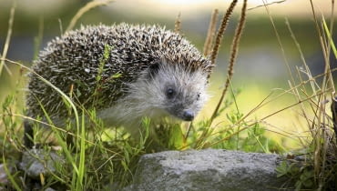 Jeż w ogrodzie Jeż w ogrodzie