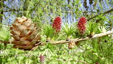 Modrzew europejski (Larix decidua). Jego szyszki mają 2-4 cm długości i otwierają się na wiosnę następnego roku, kiedy na pędach pojawiają się już nowe igły i purpurowe kwiaty żeńskie Modrzew europejski (Larix decidua). Jego szyszki mają 2-4 cm długości i otwierają się na wiosnę następnego roku, kiedy na pędach pojawiają się już nowe igły i purpurowe kwiaty żeńskie