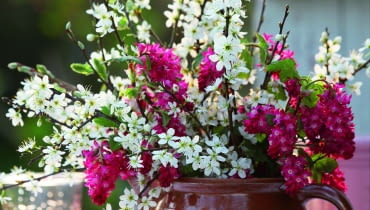 Bukiet z gałązek kwitnącej wiśni i porzeczki krwistej świetnie prezentuje się w prostym glinianym dzbanku.