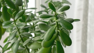 Drzewko szczęścia Drzewko szczęścia