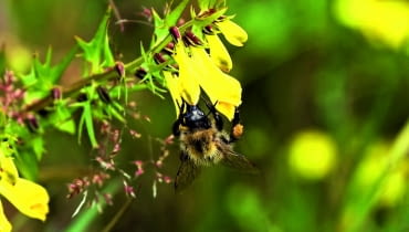 pszeniec zwyczajny występuje w naturze w towarzystwie wrzosów. Kwitnie od czerwca do lipca i jest chętnie odwiedzany przez pszczoły. pszeniec zwyczajny występuje w naturze w towarzystwie wrzosów. Kwitnie od czerwca do lipca i jest chętnie odwiedzany przez pszczoły.