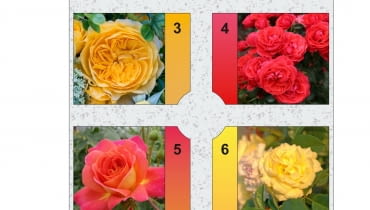 Rabata prostokątna - Różanka 3 Rabata prostokątna - Różanka 3