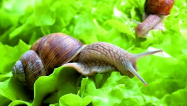 Ślimaki najłatwiej zbierać, kiedy wychodzą na żer x