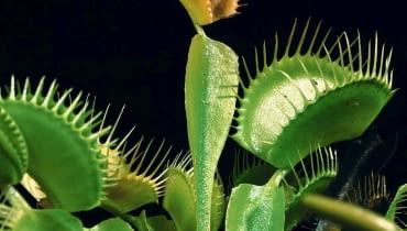 Jest tylko jeden gatunek muchołówki - amerykańska. Jej pułapki mogą mieć 4 cm. długości Jest tylko jeden gatunek muchołówki - amerykańska. Jej pułapki mogą mieć 4 cm. długości
