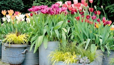 W ogrodzie zachwyca teraz feeria barw tulipanów.