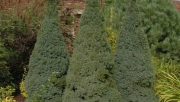 Świerk biały (Picea glauca) 'Sander's blue' Świerk biały (Picea glauca) 'Sander's blue'