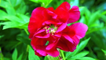 PIWONIA ITOH 'SCARLET HEAVEN' PIWONIA ITOH 'SCARLET HEAVEN'