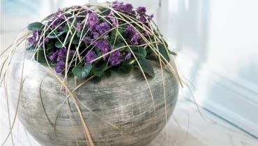 Dekoracje. Takie ozdobienie sępolii pasmami niedźwiedziej trawy nie sprzyja zdrowemu wzrostowi rośliny - fiołki afrykańskie nie lubią, gdy cokolwiek dotyka ich liści lub kwiatów. Sadząc roślinę, umieśćmy ją w doniczce tak, by liście nie dotykały krawędzi naczynia, bo nawet staranna pielęgnacja nie uchroni ich przed zmarnieniem.