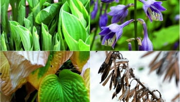 <b>wiosna:</b> Funkia budzi się w kwietniu. Pojawiają się wówczas jej zwinięte w ostre stożki liście. Powoli rozwijają się i zmieniają, tworząc zielone lejki.<p> <b>lato:</b> W lipcu ukazują się dzwonkowate kwiaty osadzone na sztywnych łodygach. Są liliowe, niebieskie lub białe, u niektórych odmian przyjemnie pachną.<p> <b>jesień:</b> We wrześniu, z nadejściem zimnych nocy, liście funkii zaczynają się złocić. Potem warzy je pierwszy przymrozek i najlepiej je usunąć. <p> <b>zima:</b> Nad kopczykiem ziemi, który skrywa podziemne części rośliny, jak husarskie skrzydła wznoszą się łodygi z brązowymi pękniętymi owockami. <b>wiosna:</b> Funkia budzi się w kwietniu. Pojawiają się wówczas jej zwinięte w ostre stożki liście. Powoli rozwijają się i zmieniają, tworząc zielone lejki.<p> <b>lato:</b> W lipcu ukazują się dzwonkowate kwiaty osadzone na sztywnych łodygach. Są liliowe, niebieskie lub białe, u niektórych odmian przyjemnie pachną.<p> <b>jesień:</b> We wrześniu, z nadejściem zimnych nocy, liście funkii zaczynają się złocić. Potem warzy je pierwszy przymrozek i najlepiej je usunąć. <p> <b>zima:</b> Nad kopczykiem ziemi, który skrywa podziemne części rośliny, jak husarskie skrzydła wznoszą się łodygi z brązowymi pękniętymi owockami.