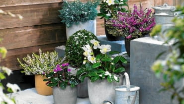 Heidepflanzen, Helleborus, Alpenveilchen und Buchskugeln - auf Winterterrasse SLOWA KLUCZOWE: Buchs Buxus Erica Erika Heide Heidekraut Konifere Nadelbaeume Nadelbaum Patio Perennial Schnee T^pfe Winter Christrose Cyclamen coum Helleborus Schneerose Stauden T^pfe eingetopft
