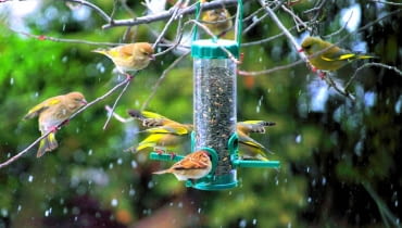 Stołówka typu 'silos': ziarno wsypuje się od góry, a ptaki, stojąc na podpórkach, wyjadają je przez małe otwory. Stołówka typu 'silos': ziarno wsypuje się od góry, a ptaki, stojąc na podpórkach, wyjadają je przez małe otwory.