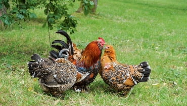 Kury w ogrodzie