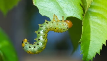 Arge ochropus — obnażacz różówki Arge ochropus — obnażacz różówki