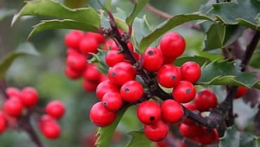 Mieszańcowy zimozielony ostrokrzew Meservy łączy urodę z mrozoodpornością Mieszańcowy zimozielony ostrokrzew Meservy łączy urodę z mrozoodpornością