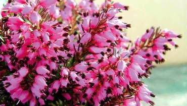 Wrzos kwitnie od lipca do października. Wbrew nazwie zachwyci nas też bielą, różem i czerwienią. ONE TIME USE ONLY DO JEDNORAZOWEGO UZYCIA