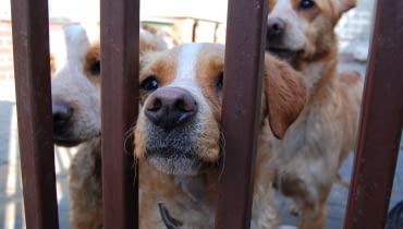 Psy ze schroniska przy ul. Marmurowej Psy ze schroniska przy ul. Marmurowej