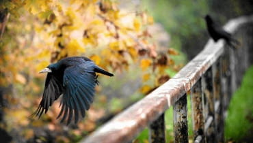 Gawron 31.10.2009 WROCLAW , GAWRONY . FOT. MACIEJ SWIERCZYNSKI / AGENCJA GAZETA SLOWA KLUCZOWE: JESIEN MIASTO ZWIERZETA ORNITOLOGIA PTAKI PTAK GAWRONY GAWRON