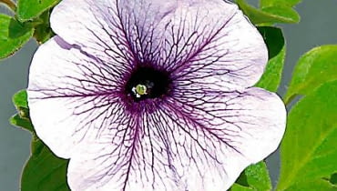 Surfinia 'Blue Vein' 31.05.2003 WARSZAWA ROSLINY BALKONOWE JEDNOROCZNE KWIATY SURFINIA PACHNACE KWIATY ZBLIZENIE FOT PAWEL SLOMCZYNSKI / AGENCJA GAZETA