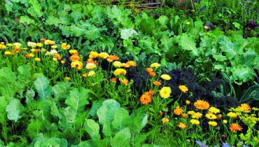 Nagietek rośnie między warzywami. Nagietek rośnie między warzywami.