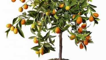 KUMKWAT bardzo wolno rośnie, w naturze tylko do dwóch metrów wysokości. W doniczce jest dużo niższy, ale też potrafi obficie kwitnąć i owocować. KUMKWAT