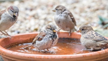 Jak podać wodę ptakom podczas mrozów? Jak podać wodę ptakom podczas mrozów?