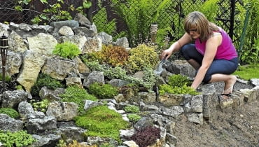 Rośliny skalne o budowie rozetowej i tworzące szerokie kępy można rozmnożyć przez podział. Każda oddzielona część powinna mieć trochę własnych korzeni.