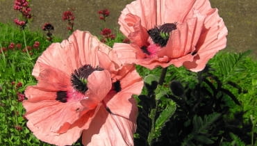 Mak wschodni (Papaver orientale) Mak wschodni (Papaver orientale)