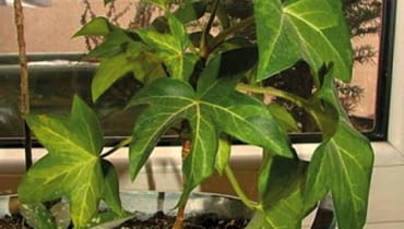 Fatsjobluszcz Fatsjobluszcz