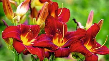 Odmiana liliowca 'Zagłoba' uzyskana przez Stefana Franczaka.