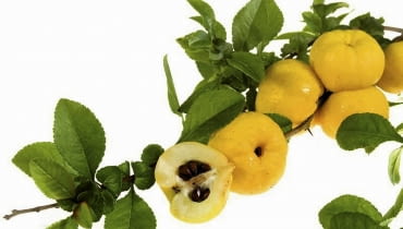 Złociste jabłuszka są twarde. Trzeba je obierać ostrym nożem Złociste jabłuszka są twarde. Trzeba je obierać ostrym nożem