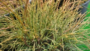 Żywotnik zachodni (Thuja occidentalis) 'Filiformis' Żywotnik zachodni (Thuja occidentalis) 'Filiformis'