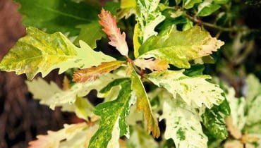 Kolor liści dębu bezszypułkowego zmienia się wraz rozwojem rośliny i porami roku Kolor liści dębu bezszypułkowego zmienia się wraz rozwojem rośliny i porami roku