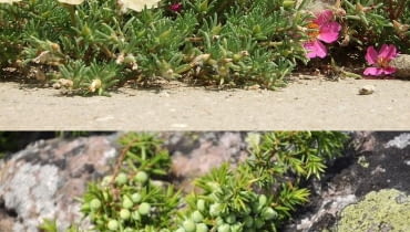 Portulaka wielkokwiatowa w roli jałowca płożącego