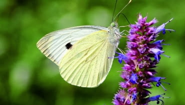 Bielinek Kapustnik Motyl