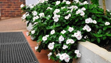 'Mediterranean Polka Dot' wznosi pędy tylko do 5 cm, ale rozkłada je lub zwiesza, tworząc poduchy o śr. do 70 cm. Podobny typ wzrostu mają inne odmiany serii Mediterranean.