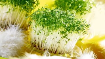 22.01.2007 WARSZAWA SESJA SWIETA WIELKANOC NA ZDJECIU RZEZUCHA , OWIES STYLIZACJA JOANNA PLACHECKA DLA CZASOPISMA PORADDNIK DOMOWYY FOT. ARKADIUSZ SCICHOCKI / AGENCJA GAZETA PUBLIKACJA PORADNIK DOMOWY NR 4 (200) - 4 2007