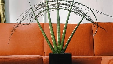 SANSEWIERIA ONE TIME USE ONLY DO JEDNOKROTNEJ PUBLIKACJI WNETRZA ROSLINY DONICZKOWE SANSEWIERIA DEKORACJE FOT. FLORA DANIA PUBLIKACJA KWIETNIK NR 7 (139) - 7.2006 SLOWA KLUCZOWE: ROSLINY WNETRZA